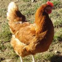Report: nutrient needs of organic chickens
