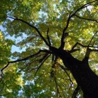 Trees kill odours and emissions from poultry houses