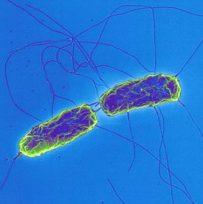 Web seminar – Controlling Salmonella in Poultry