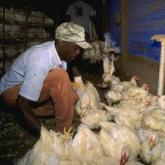 USDA and FAO launch animal disease crisis management center