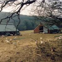 Poultry housing investments suggests confidence is returning