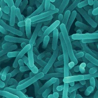 Maple Leaf identifies listeria contamination source