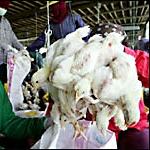 Indonesia matches Vietnam with 42nd bird flu death