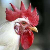 Report: costs of poultry disease-related policies
