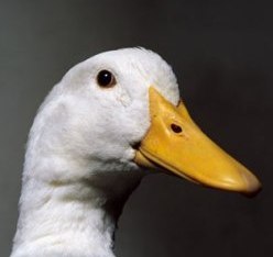 HSUS foie gras lawsuit dismissed