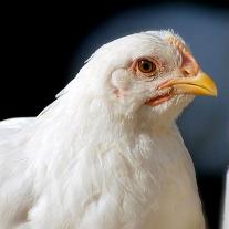 RFID for gate-to-plate poultry traceability