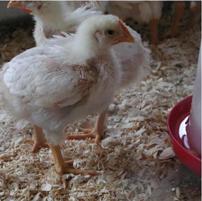 UK breeders to sell slow-growing birds
