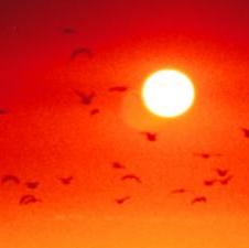 UK: Eat less meat to curb global warming
