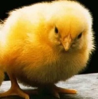 $10 mln DNA technology selection project in poultry breeding