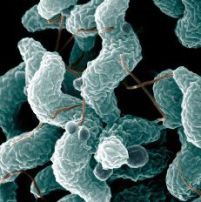 New Campylobacter vaccine for poultry