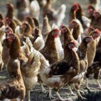 NZ: Animal welfare and agriculture, a conflict of interests