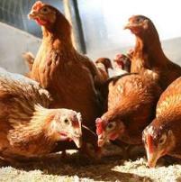 Sand and fibre in diet reduces cannibalism