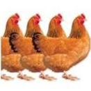 European consumers reject cloned animal meat