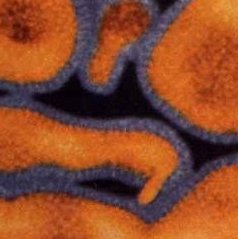 New avian virus identified in Thailand
