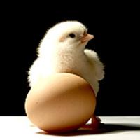 EU: Program to reduce salmonella will jeopardise competitiveness