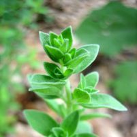 Molecular profiling show plant extracts benefits