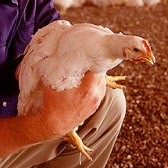 Man dies of bird flu – Thailand’s first human case in seven months