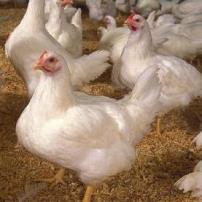 Commercial birds miss half the genetic diversity native to the species