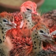 Ostrich farming in Vietnam developing