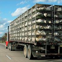 NCC criticizes chicken truck study