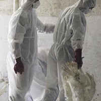 Hong Kong confirms bird flu is high-path H5N1