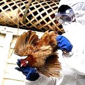 India: 9,000 birds culled due to bird flu