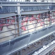 Russian egg producer increases production capacity