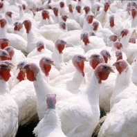 Manchester scientists work on Christmas turkeys’ health