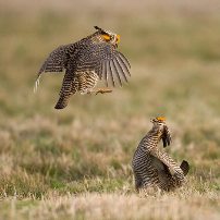 Farmers needing cash can host prairie chickens