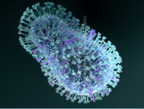 Avian flu more resistant to antiviral drugs