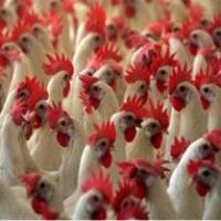 Pact signed to control spread of H5N1