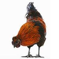 Fighting bird flu through chicken feed