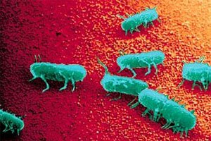 Campylobacter on the rise, Salmonellosis declining