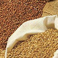 Lower poultry feed costs with DDGS