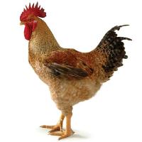 Cobb Europe acquires Kabir breeds