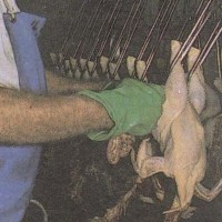 Canada: poultry slaughterhouse rules pose risk