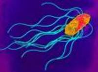 New ways to reduce Salmonella in poultry