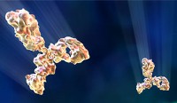 Study: Antibodies effective against bird flu