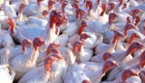A new turkey module for GLOBALGAP