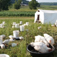 Coconut fed chickens bring golden egg