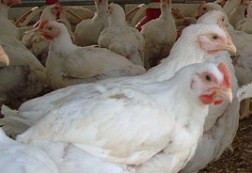 Study: Selenium sources in broiler feed
