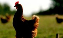 Website helps livestock producers going organic