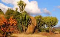 Southern African plants for animal health