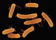 Salmonella strain’s path to virulence uncovered