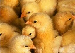 Chicken sounds indicate stress
