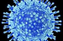 Compound discovered to fight bird flu
