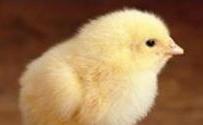 Int’l symposium – poultry nutrition, gut health