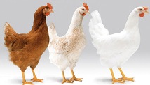 Lohmann: 50 years of layer breeding