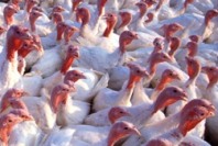 US: Turkey Industry Principles released