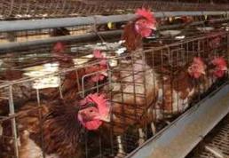 McDonald’s exploring cage-free egg production
